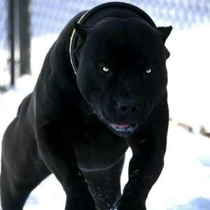 Meet your Posher, Maxx